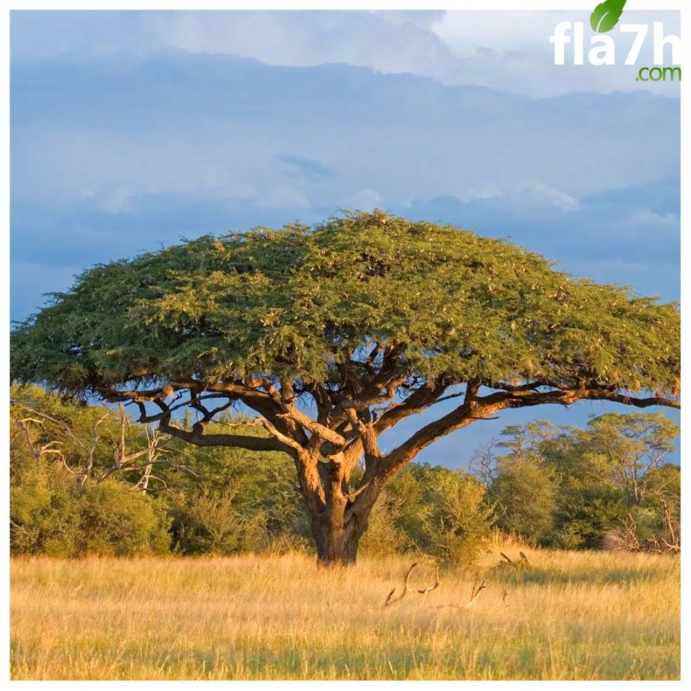 Acacia - الطلح الرديانا الأفريقي