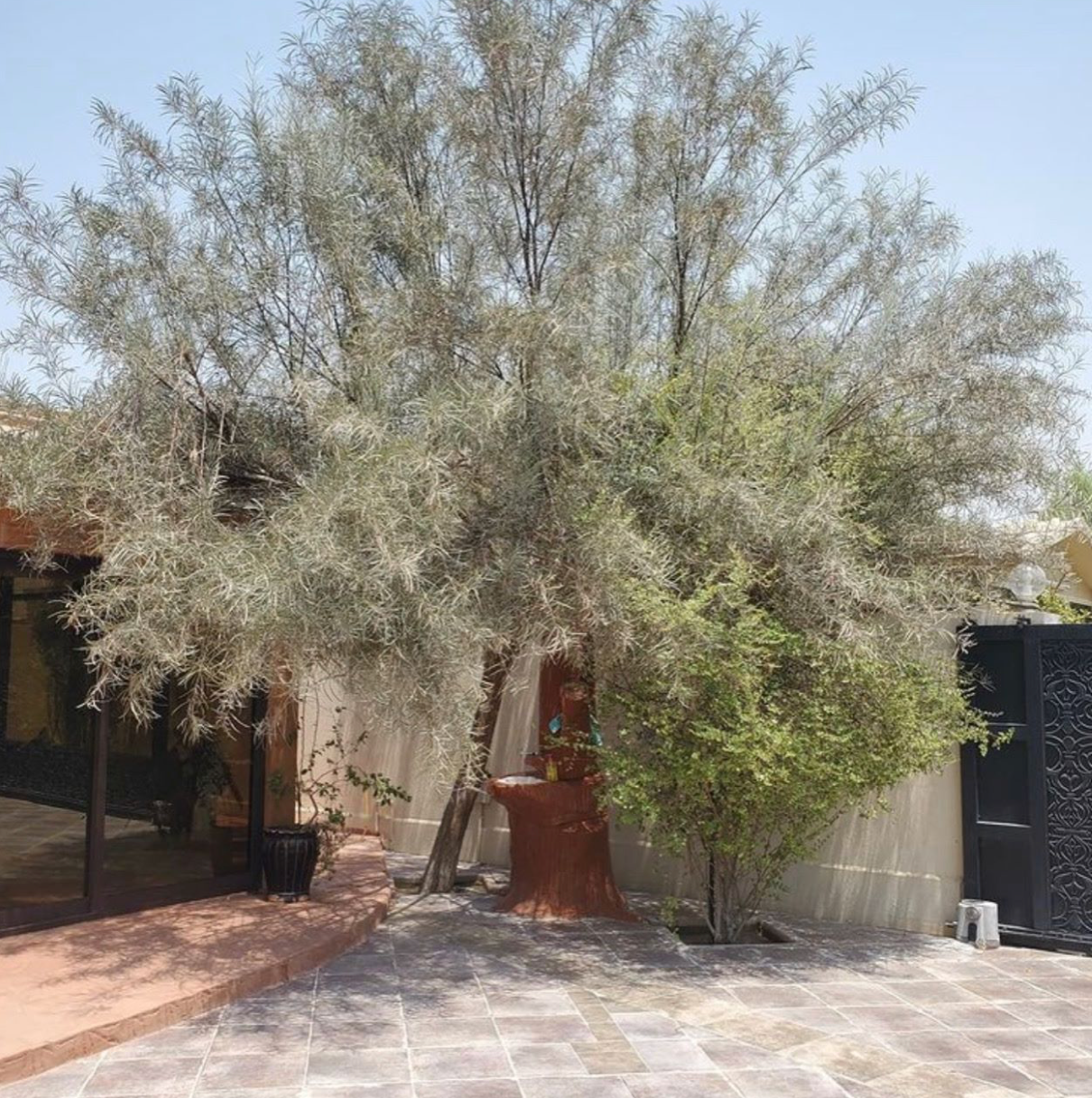 Acacia cyanophylla - شجرة أكاسيا أستنوفيلا