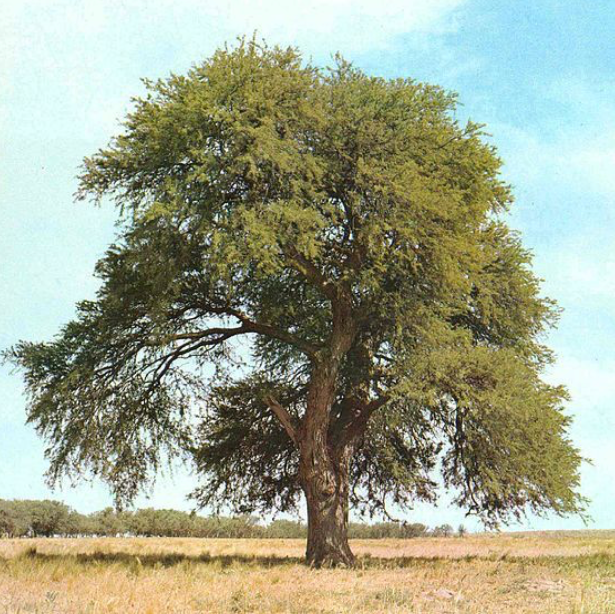 Prosopis - الغاف