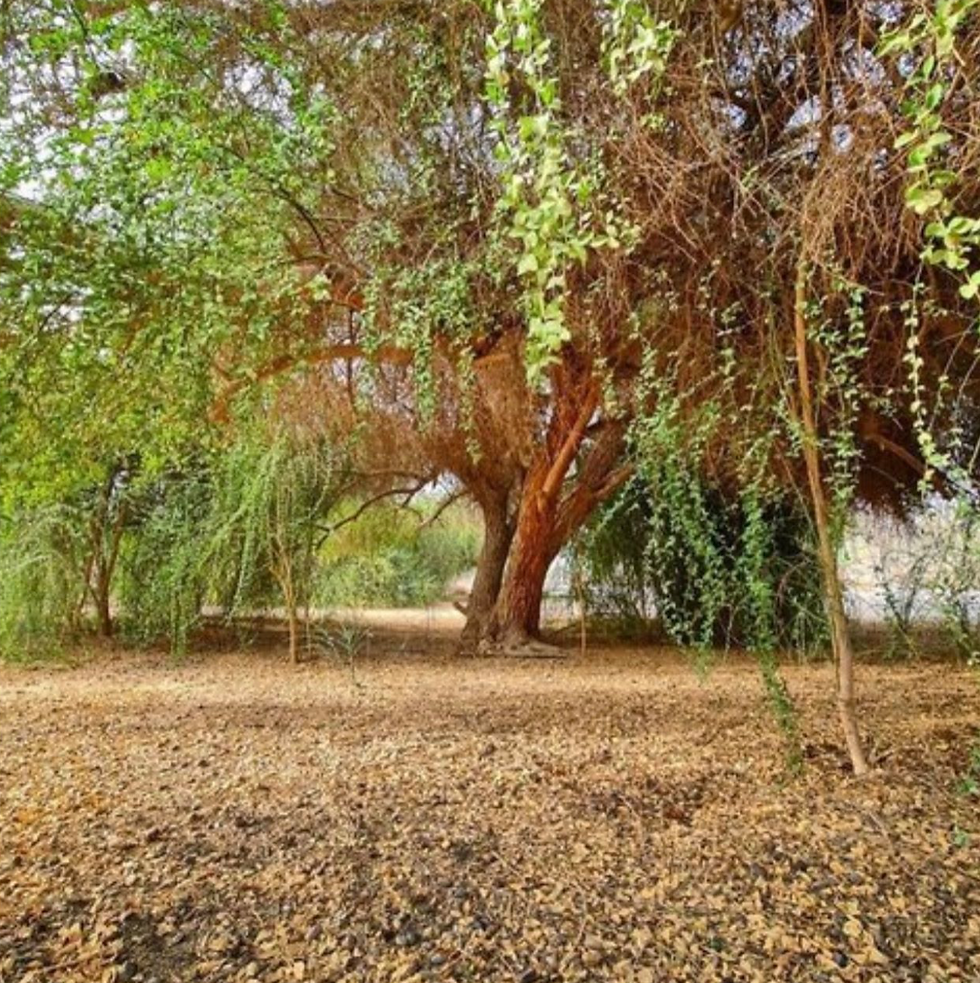 Thumbnail: Balanitaceae - شجرة اللالوب