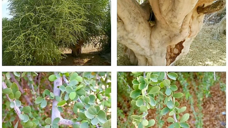 شجرة السرح