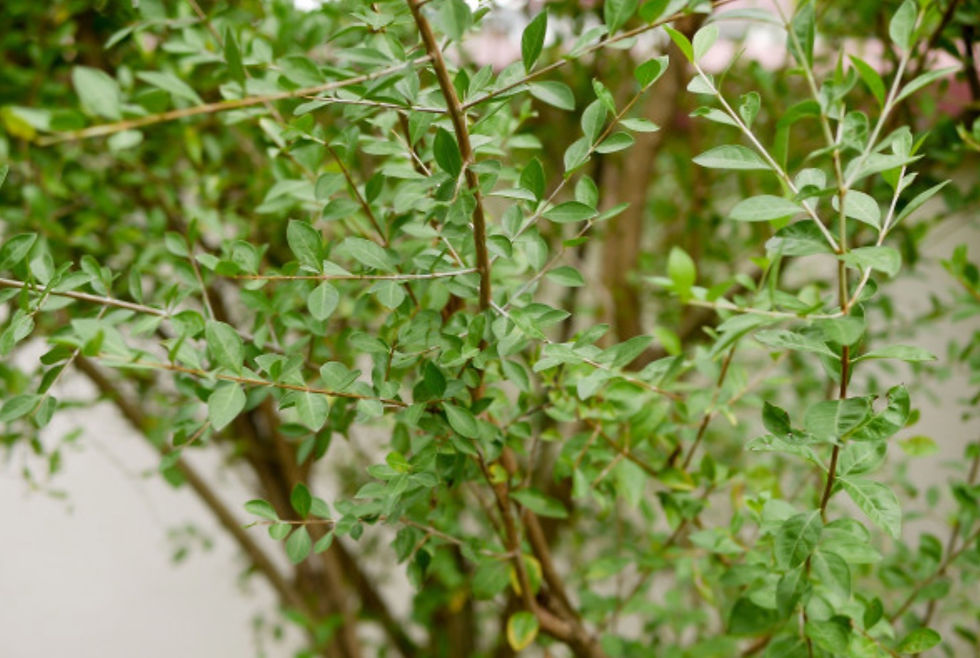 الصورة المصغرة: Lawsonia Inermis - شجرة الحنا