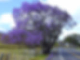 عن شجرة الجاكرندا - jacaranda tree
