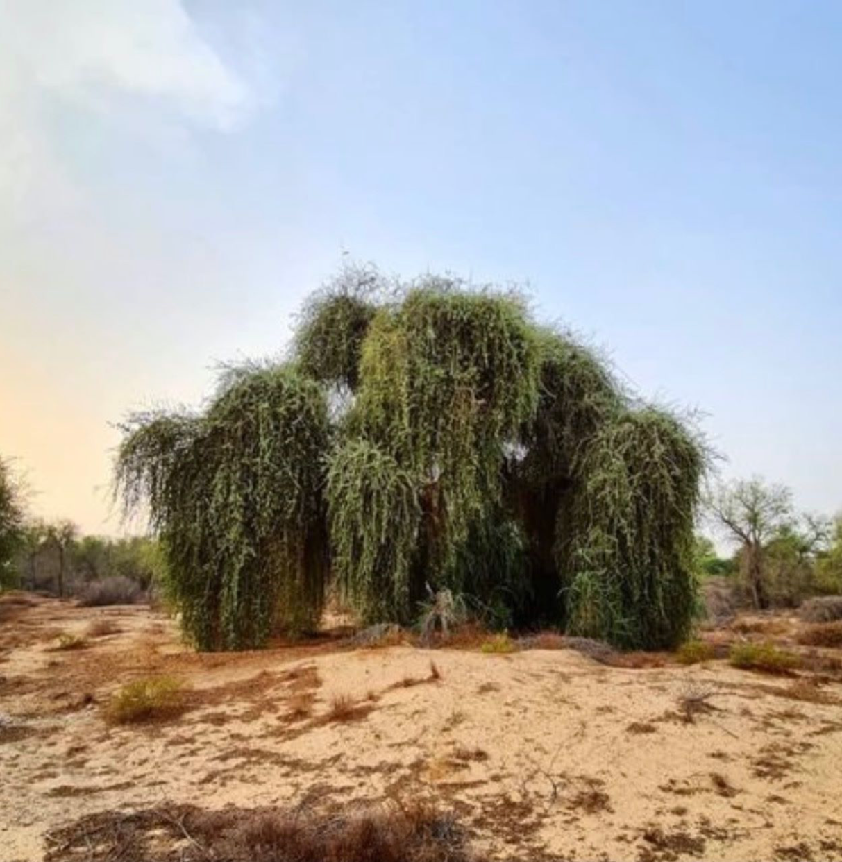 Balanitaceae - شجرة اللالوب
