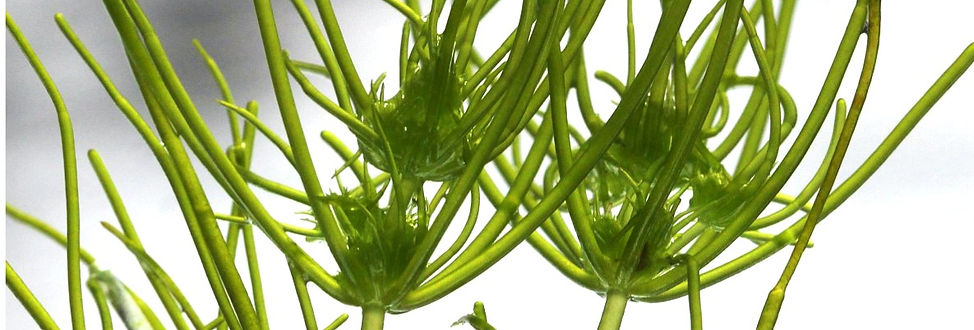 Invasive Aquatic Plant Study