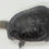サムネイル： Northern Australian snake-neck turtle - チリメンナガクビガメ