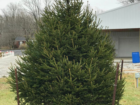 City Plants New Christmas Tree