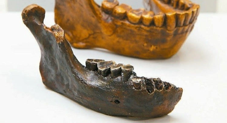 【澎湖海域發現台灣最古老人類化石】台、日、澳學者跨國合作研究 四十五萬年前「澎湖原人」〔2015-01-28〕