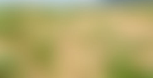 【巴賽族貢寮三貂舊社】福隆北方海濱發現「神秘植物」竟是消失96年極危物種「海米」〔2020-06-22〕
