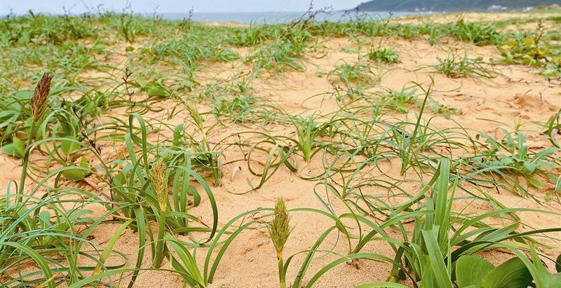 【巴賽族貢寮三貂舊社】福隆北方海濱發現「神秘植物」竟是消失96年極危物種「海米」〔2020-06-22〕