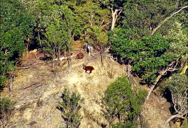 【山林保育】高山哺乳類動物回歸 台灣水鹿、野山羊 屏東低海拔山區現蹤〔2017-04-02〕