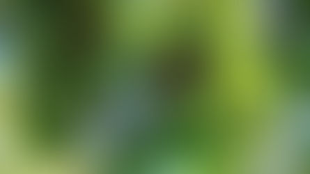 「福爾摩沙植物區」開枝散葉!台灣原生樹種紮根紐西蘭北島45年〔2017-11-20〕