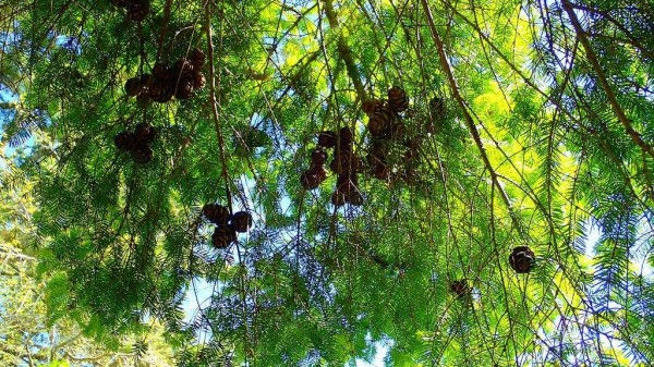 「福爾摩沙植物區」開枝散葉!台灣原生樹種紮根紐西蘭北島45年〔2017-11-20〕