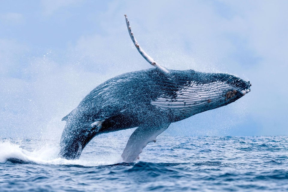 ree