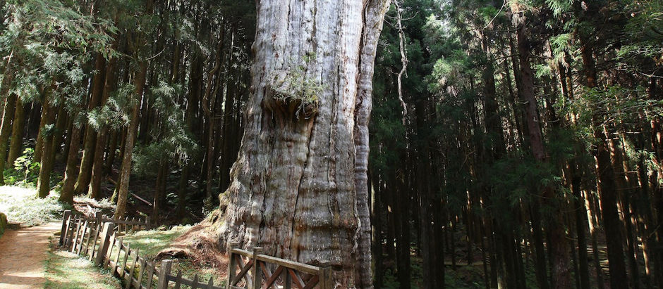 阿里山「水山巨木」真的沒有2700年 林務局取芯估齡1081年〔2022-01-11〕