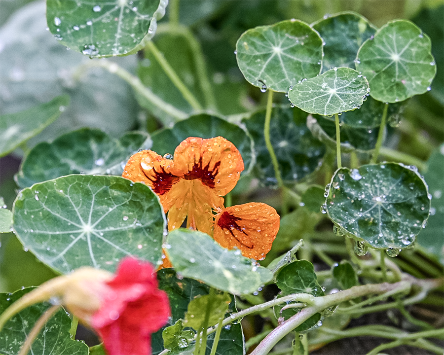 Connecticut Seasonal Catering