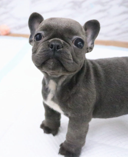 PEPE (1)
