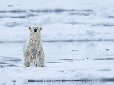 Polar Bear Expedition