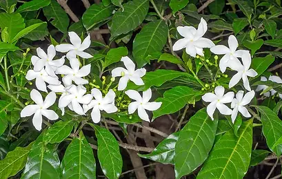 Sananga Sati Sana.webp