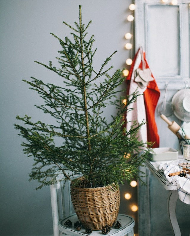 En hjärnsnäll julklapp under granen