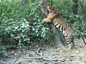Kanha.jpg