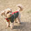 섬네일: SP Dog Rain Guard 3L Amenity Dome