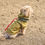 섬네일: SP Dog Rain Guard 3L Amenity Dome