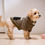 섬네일: SP Dog Parka Landbreeze