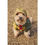 섬네일: SP Dog Rain Guard 3L Amenity Dome