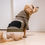 섬네일: SP Dog Parka Amenitydome