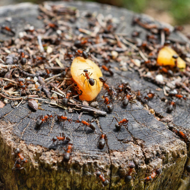 all-about-ants-e1594397432407.jpg