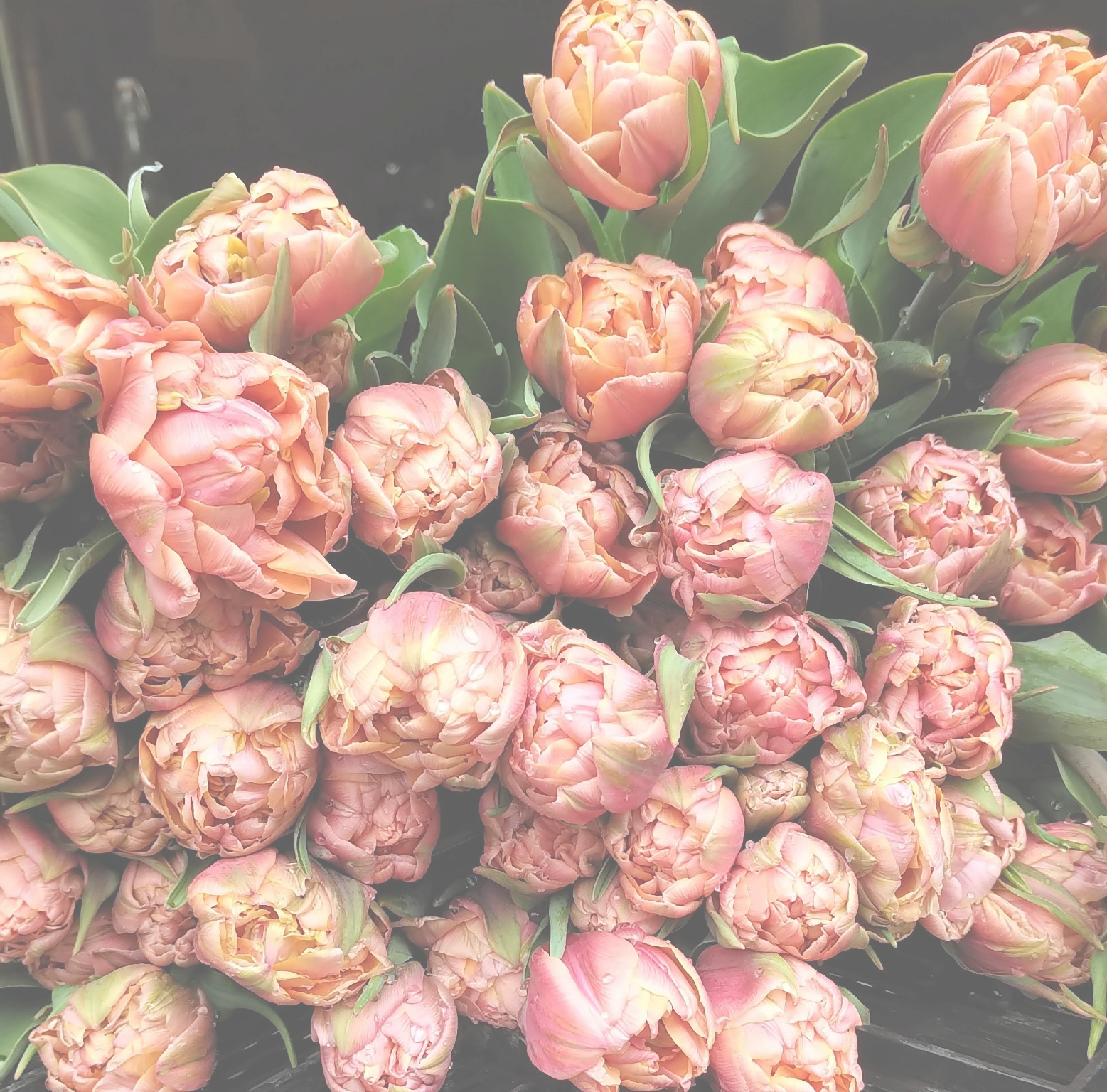 tulips_edited.png
