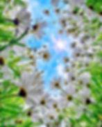 ree