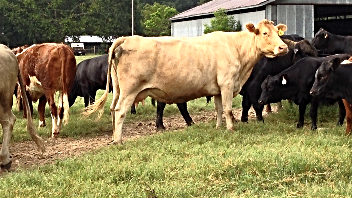Bragg Ranch Herefords & Commercial Cattle 23 Bred Cows w/ Calves