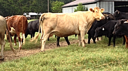 23- Cross Bred Cows w/ Calves