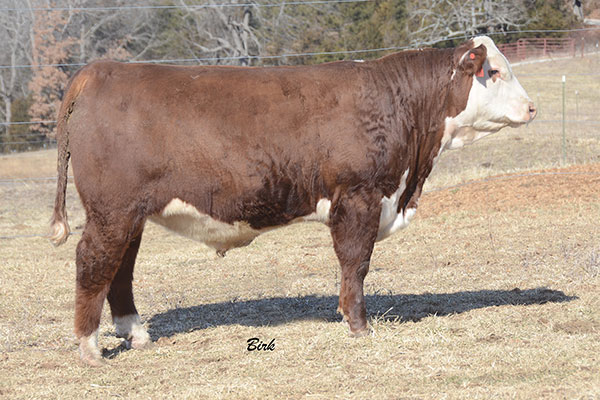 TFL X651 TESTED A004 {DLF,HYF,IEF} (P43361462)