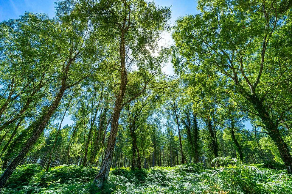 woodland.jpg