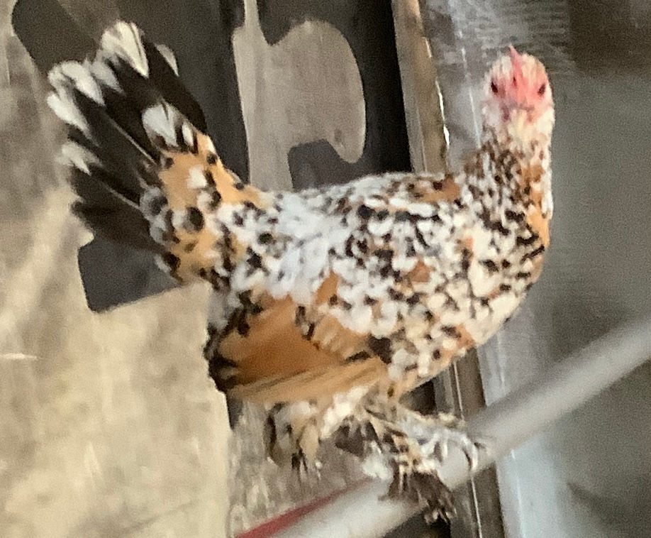 Thumbnail: 8 Porcelain and mille fleur booted bantam hatching eggs