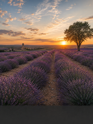 Campos de Lavanda en Pezuela de Las Torres