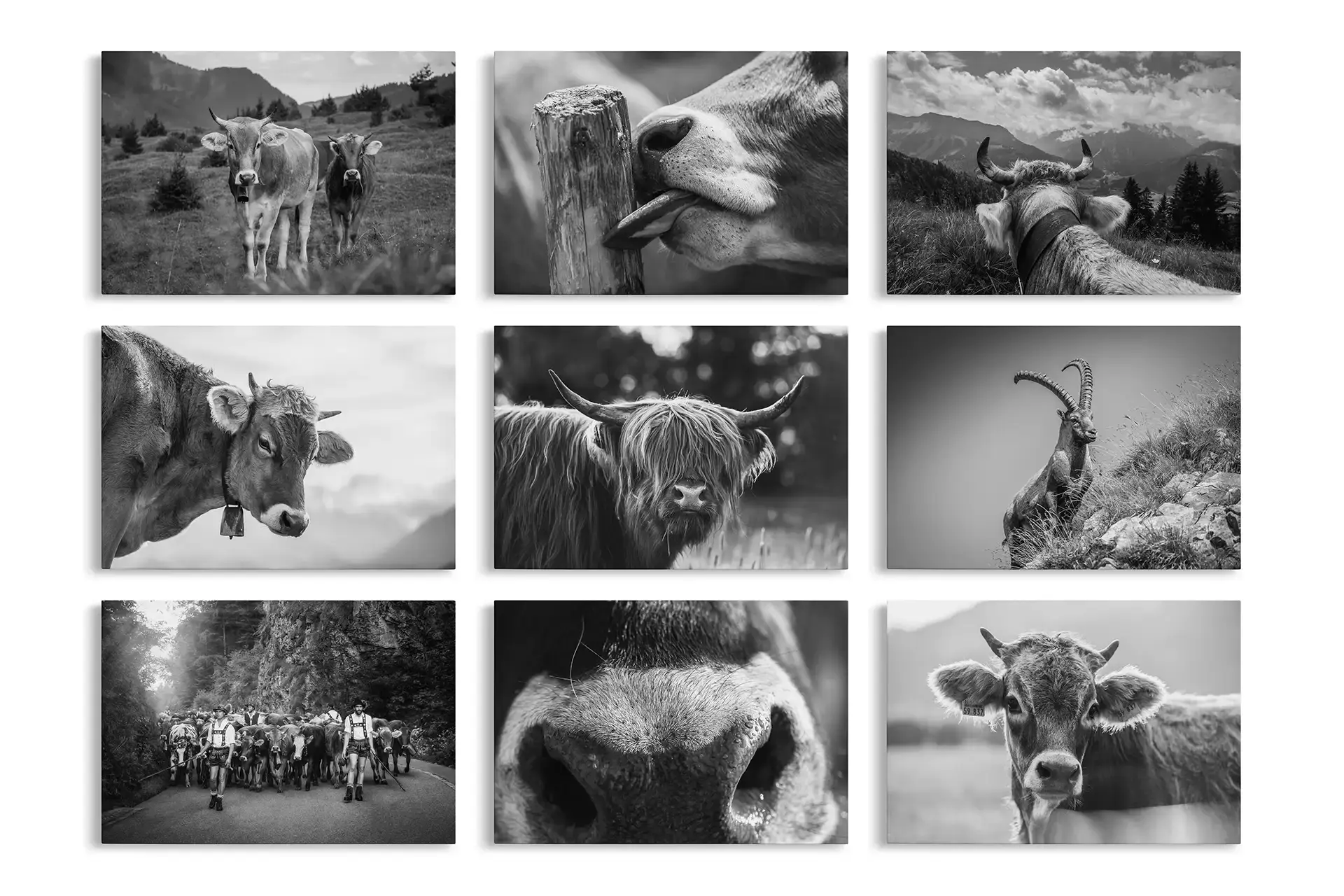 Mini-Leinwand Allgäuer Kuhmotive 30x20cm