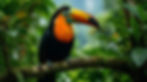 Belizean Wildlife Safari