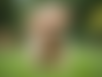 Why Mystic Woods Poodles is Your Best Choice