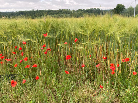 Que la joie en ton coeur retentisse !