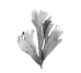 Petite-Algue-Icône_edited_edited.png