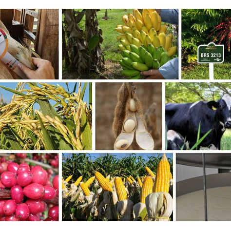 Embrapa Rondônia completa 46 anos no desenvolvimento de soluções tecnológicas