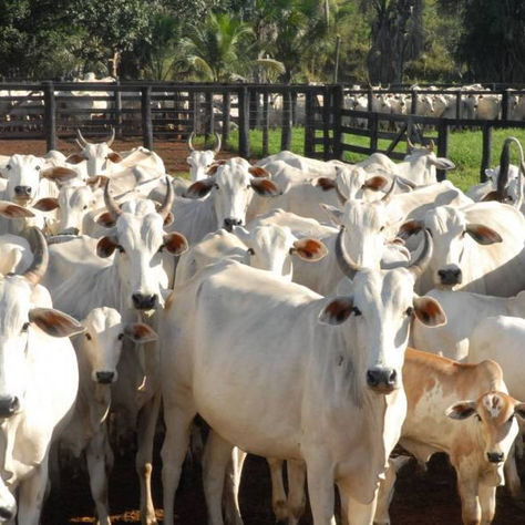 16 municípios rondonienses estão entre os cem com os maiores rebanhos bovinos