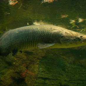 IBAMA declara pirarucu como espécie exótica invasora fora de área natural no Vale do Guaporé