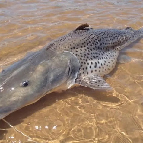 Pesca de pintado passa a ser proibida em todo o Brasil a partir de setembro