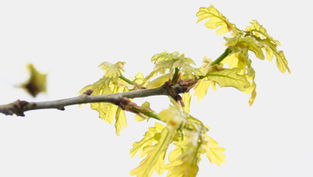 Executive coaching, begeleiding en persoonlijke ontwikkeling voor leiders.  