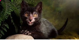 Werewolf Cat